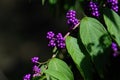 Callicarpa Americana in bright sun. It is a genus of shrubs and small trees in the family Lamiaceae.