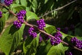 Callicarpa Americana in bright sun. It is a genus of shrubs and small trees in the family Lamiaceae. Royalty Free Stock Photo