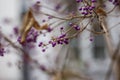 Callicarpa bodinieri. Purple berries in winter, close up. Velvet Violet color trend Royalty Free Stock Photo