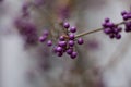 Callicarpa bodinieri. Purple berries in winter, close up. Velvet Violet color trend Royalty Free Stock Photo