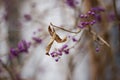 Callicarpa bodinieri. Purple berries in winter, close up. Velvet Violet color trend. Blurred background Royalty Free Stock Photo