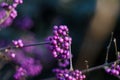 Callicarpa bodinieri. Purple berries in winter, close up. Velvet Violet color trend Royalty Free Stock Photo