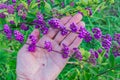 Callicarpa bodinieri  beautyberry Lamiaceae or Bodinier`s beauty berry, woman hand holding a branch Royalty Free Stock Photo