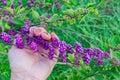 Callicarpa bodinieri  beautyberry Lamiaceae or Bodinier`s beauty berry, woman hand holding a branch Royalty Free Stock Photo