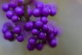 Callicarpa bodinieri, or Bodinier`s beautyberry a native to West and Central China Royalty Free Stock Photo