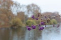 Callicarpa bodinieri or giraldii Profusion. Purple berries in November Royalty Free Stock Photo