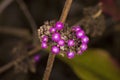 Callicarpa bodinieri Profusion Beautyberry in the Fall Royalty Free Stock Photo