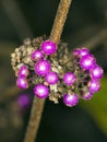 Callicarpa bodinieri Profusion Beautyberry in the Fall
