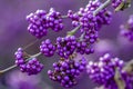 Callicarpa bodinieri Profusion Royalty Free Stock Photo