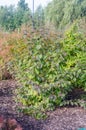 Callicarpa bodinieri Profusion. Callicarpa bodinieri, or Bodinier`s beautyberry, is a species of flowering plant in the genus Call