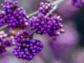 Callicarpa bodinieri Profusion Royalty Free Stock Photo