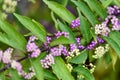 Callicarpa dichotoma fruit. Royalty Free Stock Photo