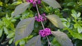 Callicarpa japonica or Japanese beautyberry branch with leaves and large clusters purple berries.