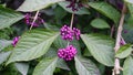 Callicarpa japonica or Japanese beautyberry branch with leaves and  large clusters purple berries. Royalty Free Stock Photo