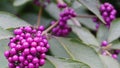 Callicarpa japonica or Japanese beautyberry branch with leaves and  large clusters purple berries. Royalty Free Stock Photo