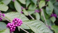 Callicarpa japonica or Japanese beautyberry branch with leaves and  large clusters purple berries. Royalty Free Stock Photo