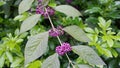 Callicarpa japonica or Japanese beautyberry branch with leaves and  large clusters purple berries. Royalty Free Stock Photo