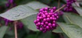 Callicarpa japonica or Japanese beautyberry branch with leaves and large clusters purple berries.