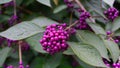 Callicarpa japonica or Japanese beautyberry branch with leaves and large clusters purple berries. Royalty Free Stock Photo