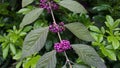 Callicarpa japonica or Japanese beautyberry branch with leaves and large clusters purple berries Royalty Free Stock Photo