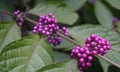 Callicarpa japonica or Japanese beautyberry branch with leaves and large clusters purple berries Royalty Free Stock Photo