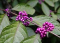 Callicarpa japonica or Japanese beautyberry branch with leaves and large clusters purple berries Royalty Free Stock Photo