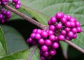 Callicarpa japonica or Japanese beautyberry branch with leaves and large clusters purple berries. Royalty Free Stock Photo