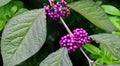 Callicarpa japonica or Japanese beautyberry branch with leaves and large clusters purple berries. Royalty Free Stock Photo