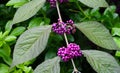 Callicarpa japonica or Japanese beautyberry branch with leaves and large clusters purple berries.