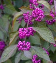 Callicarpa japonica or Japanese beautyberry branch with leaves and large clusters purple berries with drops of rain.