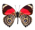 callicore hystaspes, butterfly from peru, red brown and beige stripes wings isolated on white background