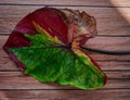 Callidium Rotten leaf variegata