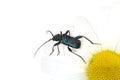 Callidium violaceum longhorn beetle on daisy flower