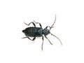 Callidium violaceum longhorn beetle on white background