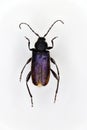 Callidium violaceum, a 50 years old specimen from beetle collection