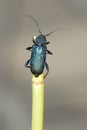 Callidium violaceum / Violet tanbark beetle