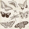 Calligraphic Butterfly Design Elements Royalty Free Stock Photo