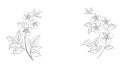 Calligraphy cherry blossom. Cute hand drawn isolated sakura branch. Sacura isolated over white. Branch of Japanese