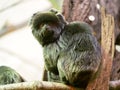 Callimico goeldii, Goeldi`s marmoset, inhabits South American rainforests Royalty Free Stock Photo