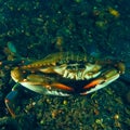 Callinectes sapidus Royalty Free Stock Photo