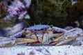 Callinectes sapidus, Blue crab. close up view Royalty Free Stock Photo