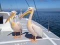 All Feet on Deck! Male Great White Pelicans on Boat Royalty Free Stock Photo