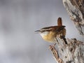 A calling Carolina wren Royalty Free Stock Photo