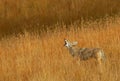 Calling Coyote Royalty Free Stock Photo