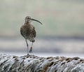 Calling curlew on a dry stone wall Royalty Free Stock Photo