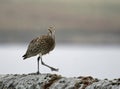 Calling curlew on a dry stone wall Royalty Free Stock Photo