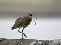 Calling curlew on a dry stone wall Royalty Free Stock Photo