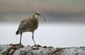 Calling curlew on a dry stone wall Royalty Free Stock Photo