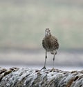 Curlew on a dry stone wall Royalty Free Stock Photo