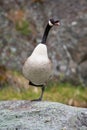 Calling Goose, Yellowstone National Park. Royalty Free Stock Photo